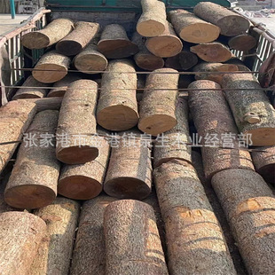 ��z�ԭľ ��z骰�� �Ĵ���z� �m��춌�ľ�Ҿ� ��̹�ˇƷ