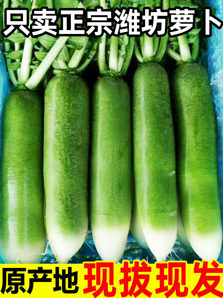 潍坊水果萝卜新鲜甜脆水果型10斤青冰淇淋凤梨生吃青绿胡萝卜
