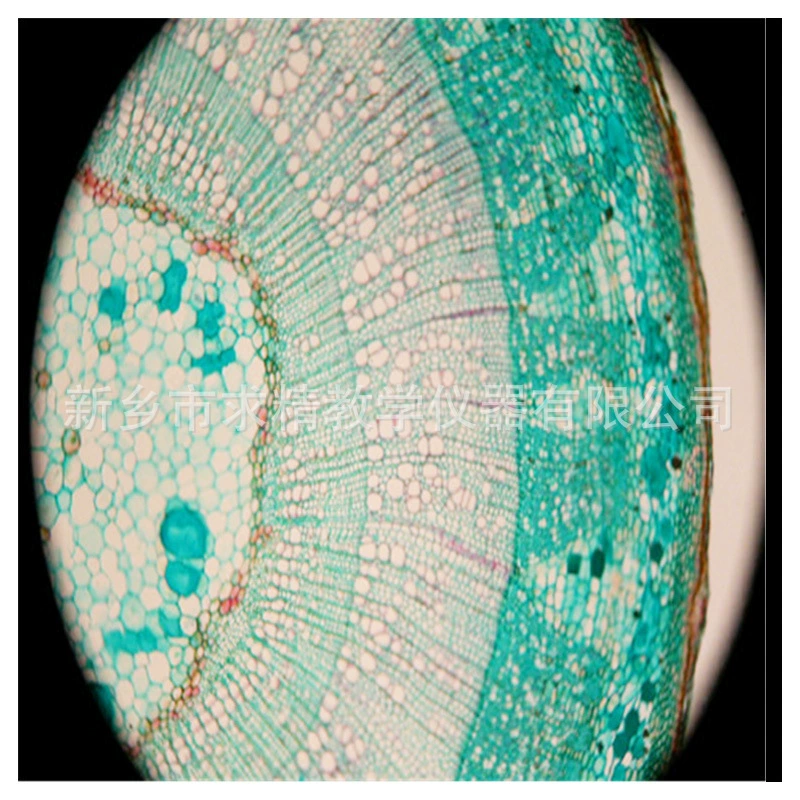 Origin Source Bio -Sname Simagon Simpling Primary and Middle School Wooden Gemini Botanical Stems Trail Microscopy Simagon Specification