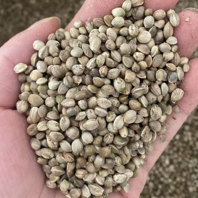 Huo Ma Ren Hemp Seed 500g Dried Huo Ma Zi Food Grade Raw Herb for Oil Pressing and Bird Feed specifications