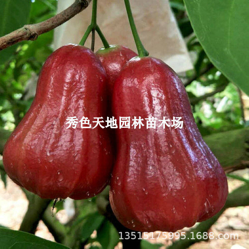 黑金刚莲雾树苗嫁接台湾新品种黑糖芭比果树果苗当年结果带土带叶