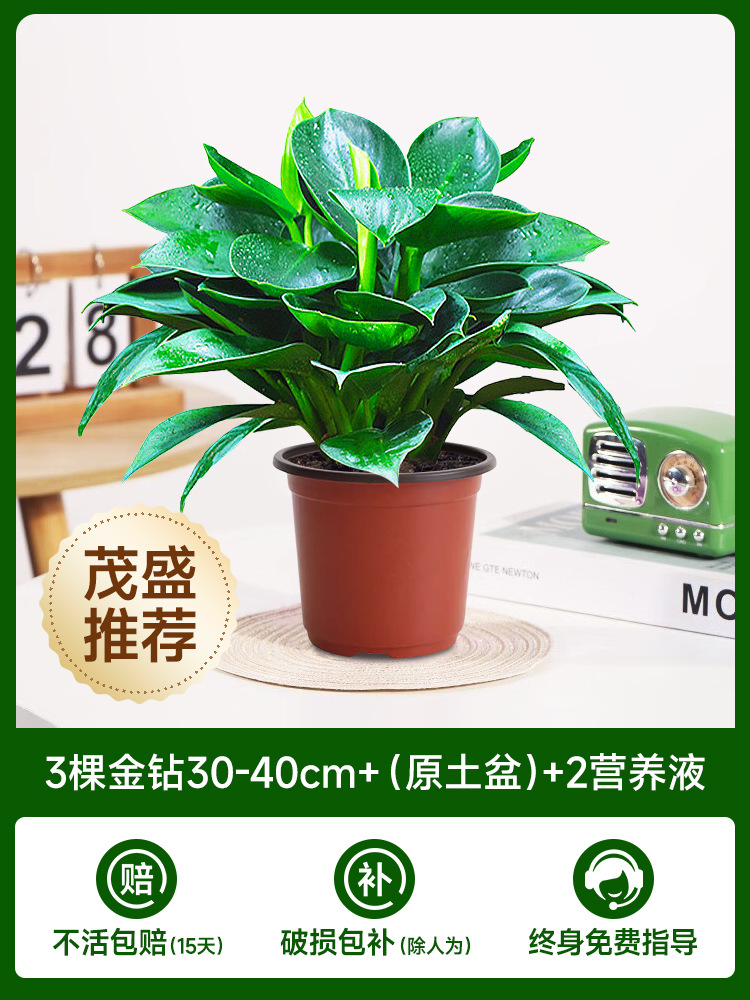 고급 대형 금다이아몬드 30-40cm 3그루 + (오리지널 흙냄비) + 영양액 2개 [마오성 추천]