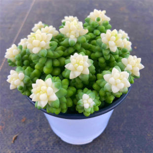 Snowflake Jade Pendant Brocade Succulent Plant Cream Jade Decorated Potted Plant Group Multi-Head Old Pile Combination Green Plant Radiation Protection Indoor