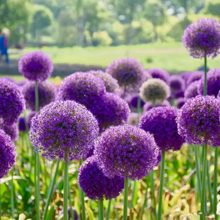 Зеленый луковый шар Холодостойкий цветок в горшке Садовая посадка Балкон Зеленый луковый шар в горшке с четырьмя сезонами Легко жить и поднимать