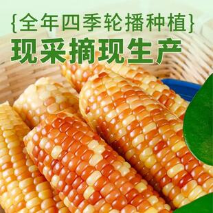 ������p��{С��Ŵ�������r��հ��b��֬С�����������׼�ʳ����