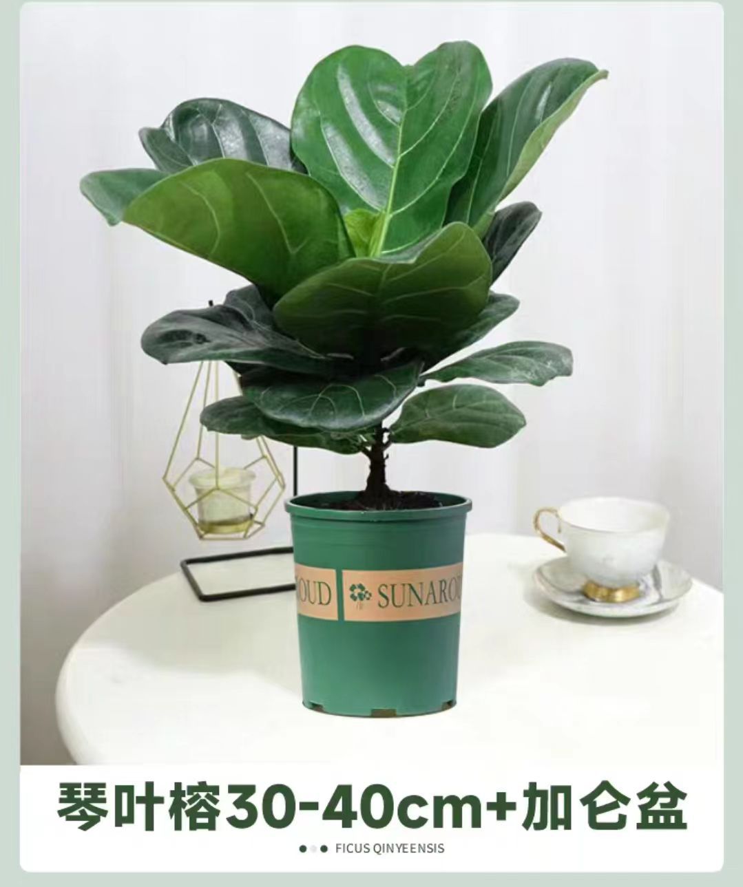 Qinye Banyan planta verde sala de estar gran planta en maceta árbol de goma planta de hoja grande oficina absorbe formaldehído, fácil de cultivar flores