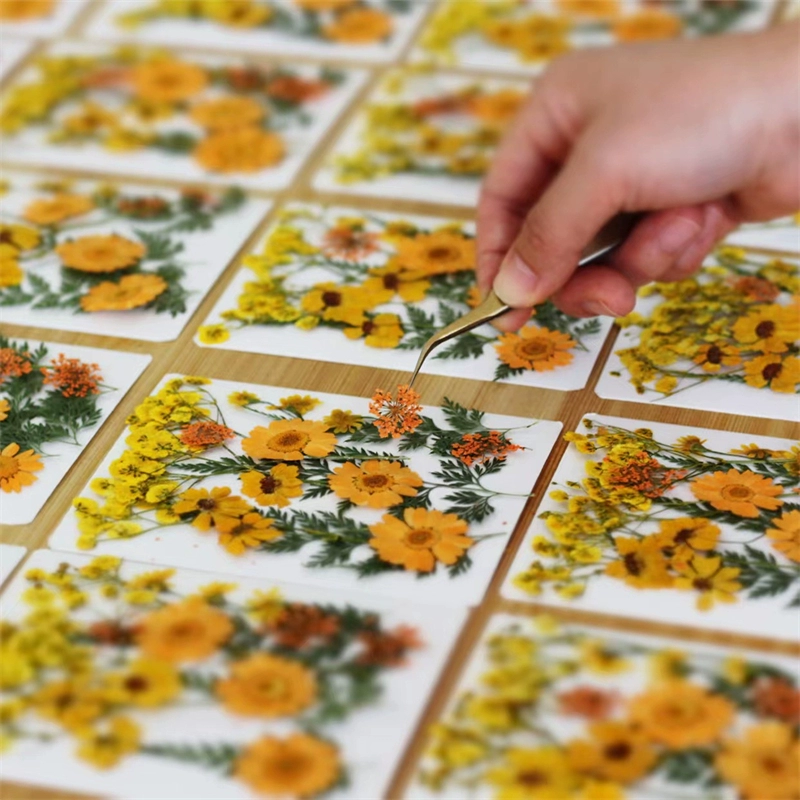 DIY тисненые смешанные сушеные цветы и листья, семейный клей ручной работы, материал для сушеных цветов, тисненые образцы настоящих цветочных растений