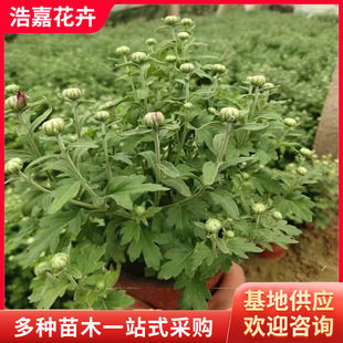 National Day Chrysanthemum Thousand Heads Chrysanthemum Festival Rental Chrysanthemum Decoration Double Ninth Chrysanthemum Shape Autumn Ornamental Greening Seedlings