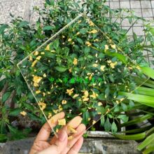 ͸�����K��𲭁������� ͸�����a����и�������W���b�