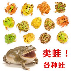 角蛙活物草莓南瓜黄金绿角蛙原色变异粉雪红钟绿霸王小丑蛙宠物蛙