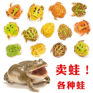 ���ܻ����ݮ�Ϲ��S��G����ԭɫ׃����ѩ�t�R�G����С���܌�����