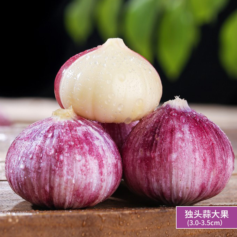 단일마늘-큰과일 500g (3.0-3.5cm)