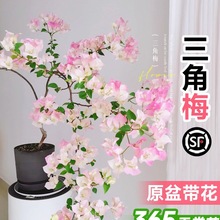 �ذ�����÷�ļ��_���G�t�Ѳ������ϴ��玧���������̨���Bֲ��