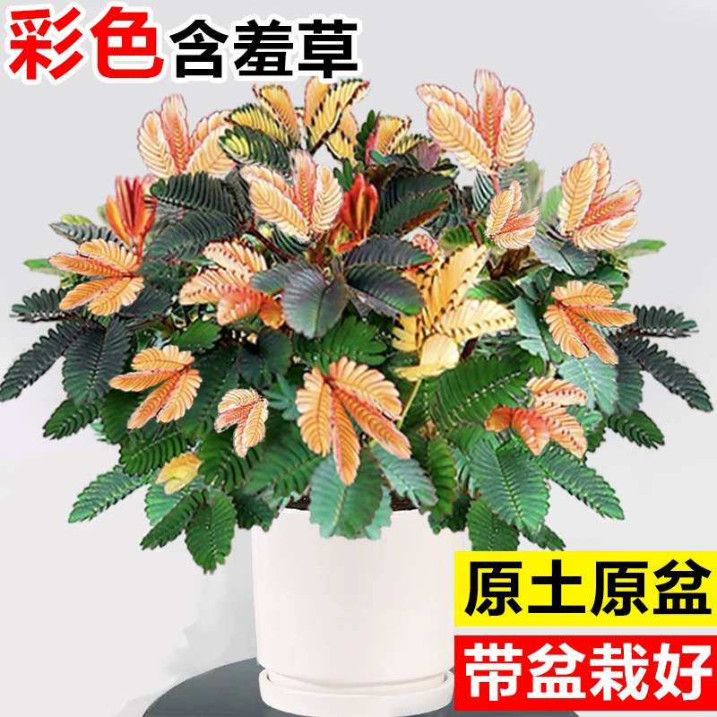 Цветная мимоза в горшках комнатные растения вредная мимоза веселая цветочная гостиная офисная столешница зеленая посадка для кормления