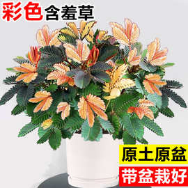 彩色含羞草盆栽室内植物害羞草趣味花卉客厅办公室桌面绿植好养活