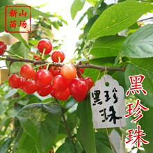 ������������硿��Ƥ������һ�����������Ի��Y���Ϸ�С���Ҙ���