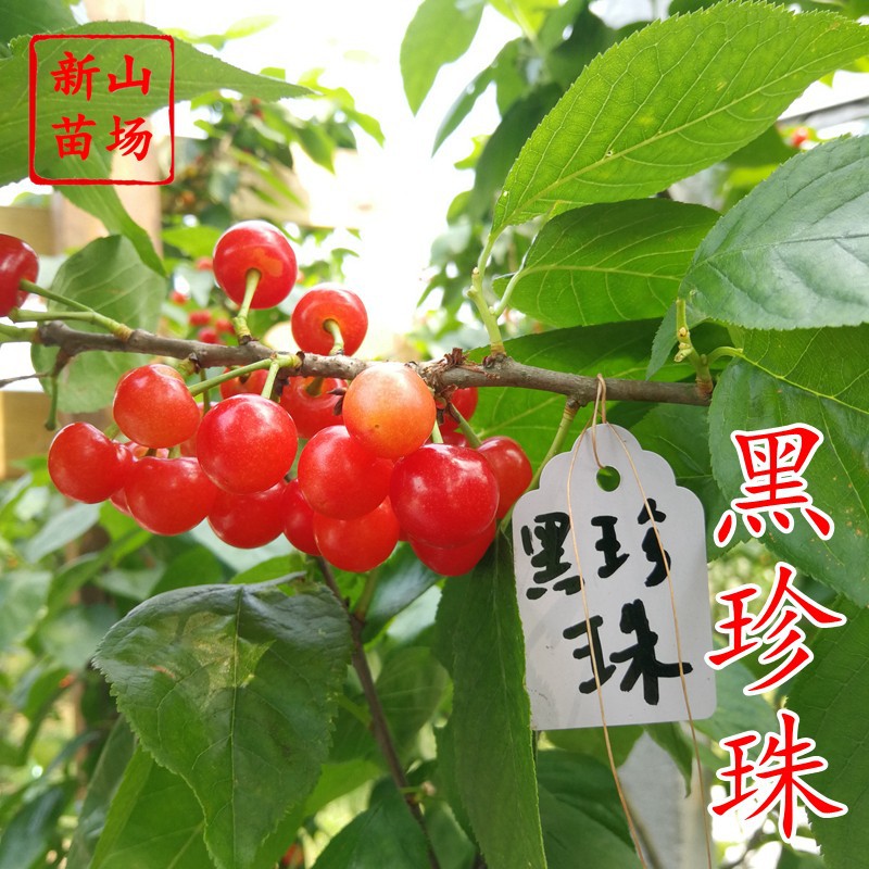 【黑珍珠樱桃苗】乌皮樱桃五一成熟紫珍珠自花结果南方小樱桃树苗