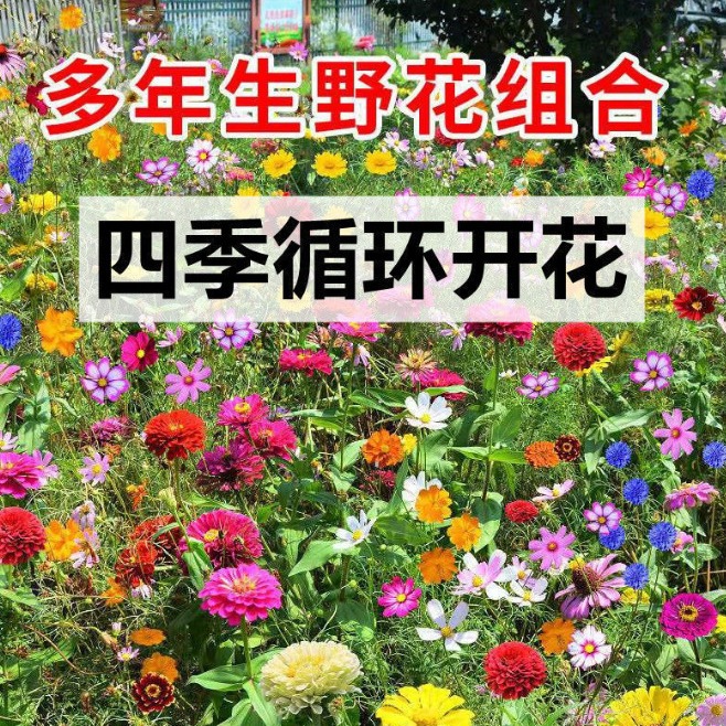 多年生野花组合种子耐寒耐旱开花不断四季易种易活庭院绿化花种子