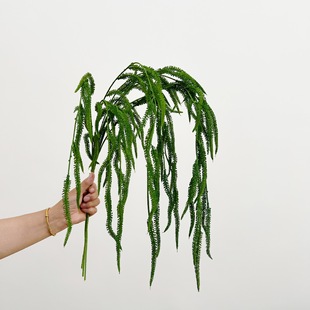 �¿�ܛ�zëë�x��c��ɭϵ������ë���滨�ĶY�þƵ��b�픾Gֲ