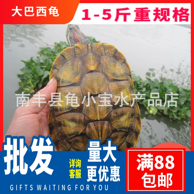 Товары Waitang могут быть оснащены мужскими и женскими черепахами, глубоководными черепахами, удачливыми черепахами, золотыми, большими бразильскими черепахами, черепахами-откладчиками яиц, оптом