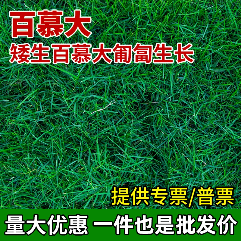 Семена бermuda grass — вечнозеленые и устойчивые к подтаптыванию семена газонной травы для всех сезонов, семена газонов для футбольных полей, семена гномов.