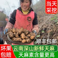 新鲜乌天麻云南昭通小草坝仿野生特级中药材天麻带泥发货产地直发