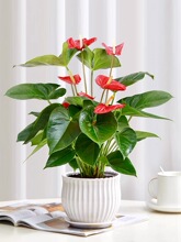 �t�����\���^���ԾGֲ�����҃ȿ͏d���B�����՚��^�p�辰�t��ֲ��