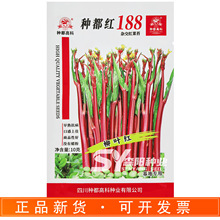 种都红188杂交红菜苔种子早熟抗病无蜡粉柳叶红菜心耐寒紫红油菜