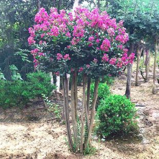 ��ޱ����t������Z�q�t��������ޱͥԺ�����ļ����ԾG������