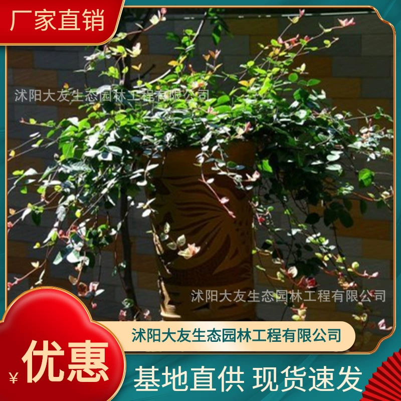 Huaye Luoshi Base Оптовая продажа сортов самостоятельного производства Полный Живописный район Ландшафтная инженерия Озеленение рассады