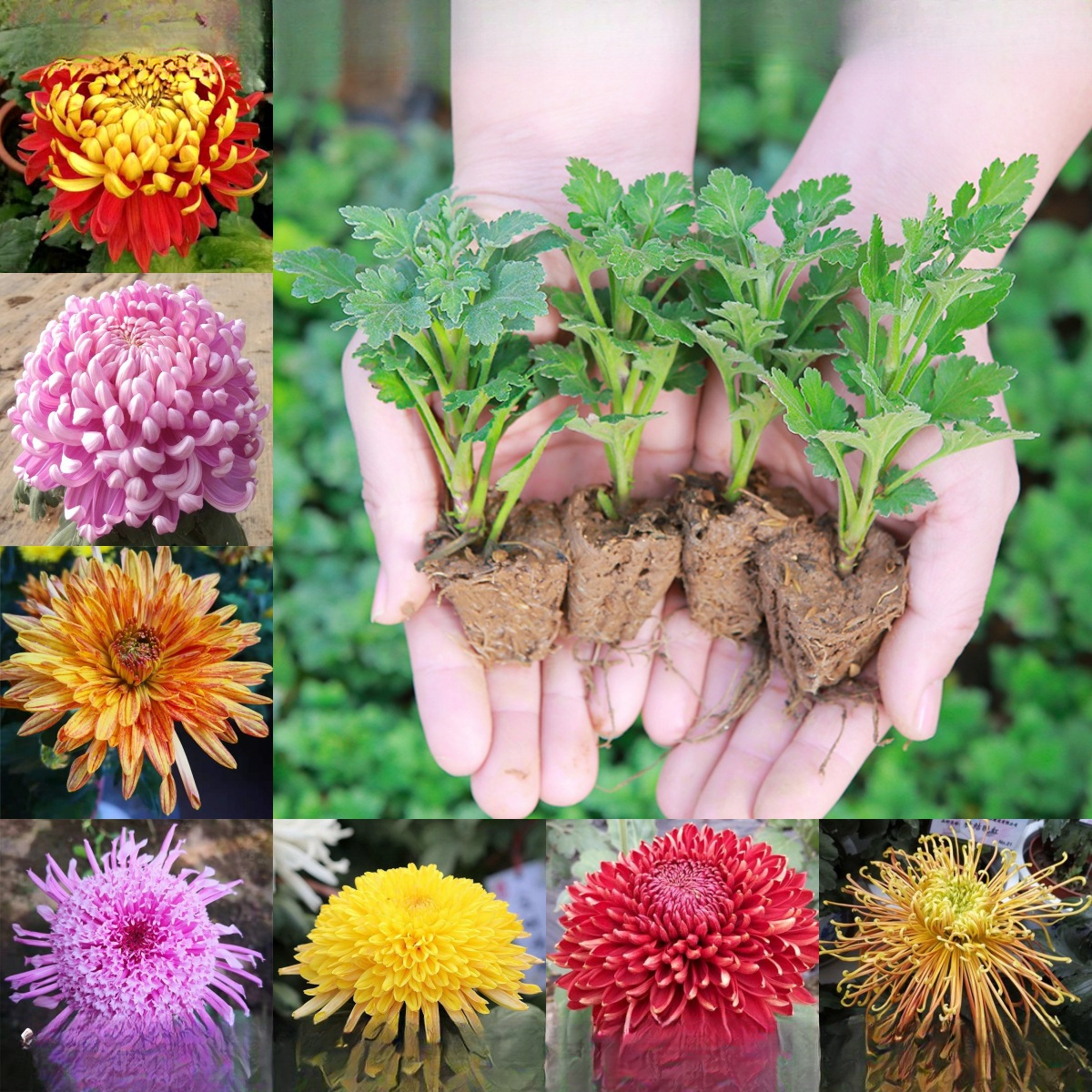 菊花苗小苗盆栽四季开花千头菊雏菊秋菊大花室内外绿植花卉多年生