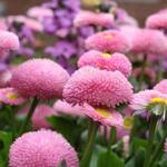 ƹ�Ҿճ������������ʻ�ֲ����̨���ֻ����100���ﲥ��������