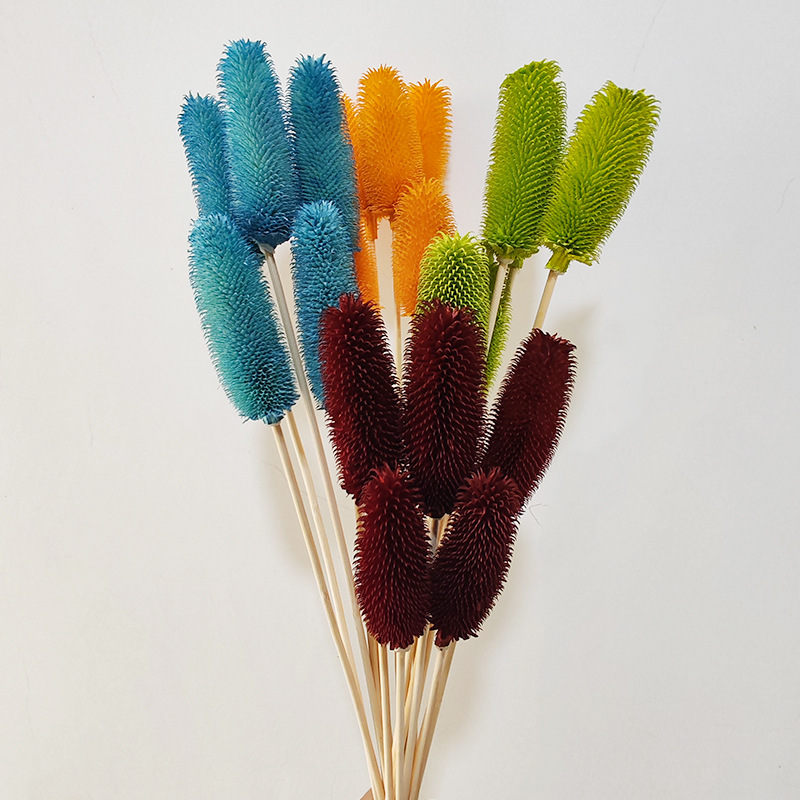 永生拉毛果干花 天然植物长寿果蓟果INS风客餐厅插花装饰摆件软装