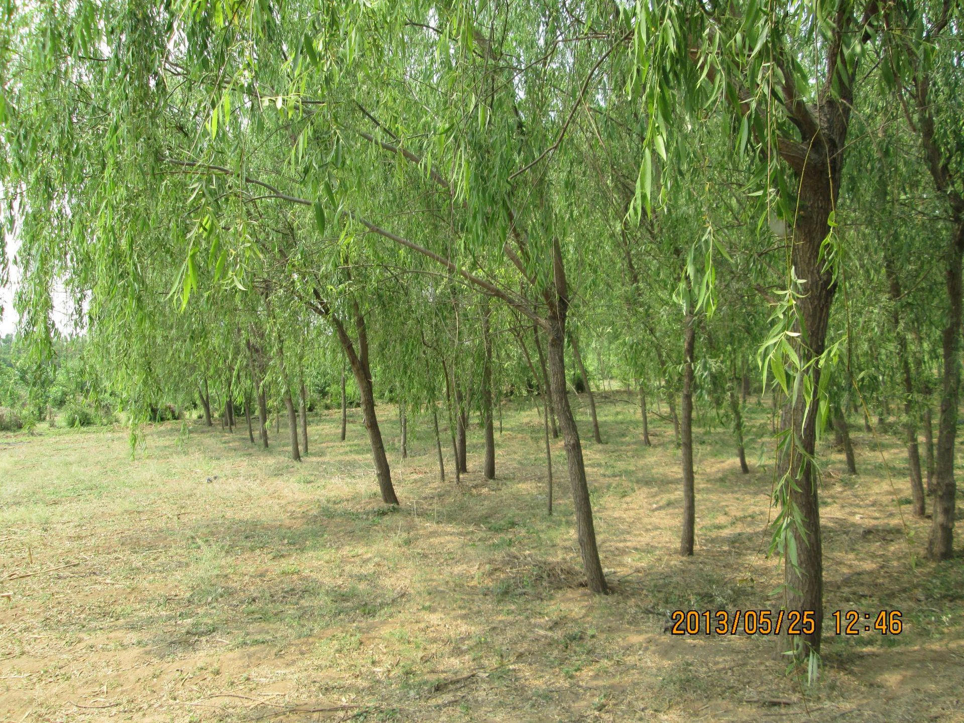垂柳小苗 树苗柳树 枝条 垂杨柳树苗 竹柳树苗 批发直柳-阿里巴巴