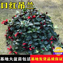 �ڼt���m�����ļ����ܴ���ֲ���҃ȃ����՚���m���̨�_ ������