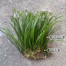 野生新鲜石菖蒲水菖蒲泡水苗龙根鱼缸养龟盆栽净化水培土现挖