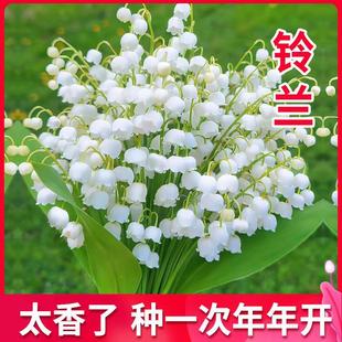 20 Fragrant Lily of the Valley Potted Plants with Buds and Bulbs That Bloom in All Seasons, Indoor Balcony Cold-Resistant Plant Florals