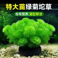 绿菊水草植物鱼缸造景真草蜈蚣草水草缸净化造氧懒人套餐冒泡阴性