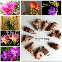 ��ѩ�m�N�� �����_�����ذ� ���Ե������� �҃������BС�n�m���l