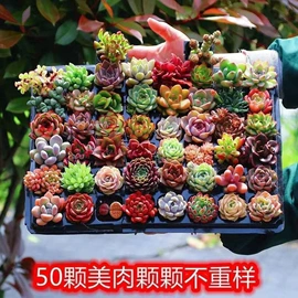 栽培基质;盆栽;营养液