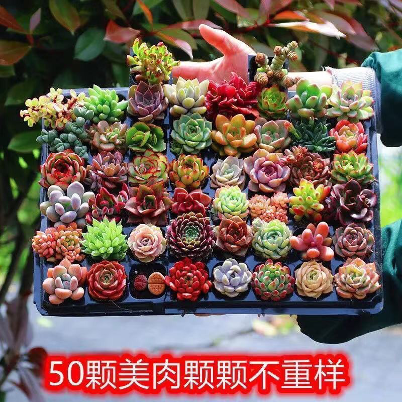 Succulent Plants, Flowers, Succulent Flower Pots, Combination Potted Plants, Indoor DIY Planting Package for Beginners, Succulent Potted Plants