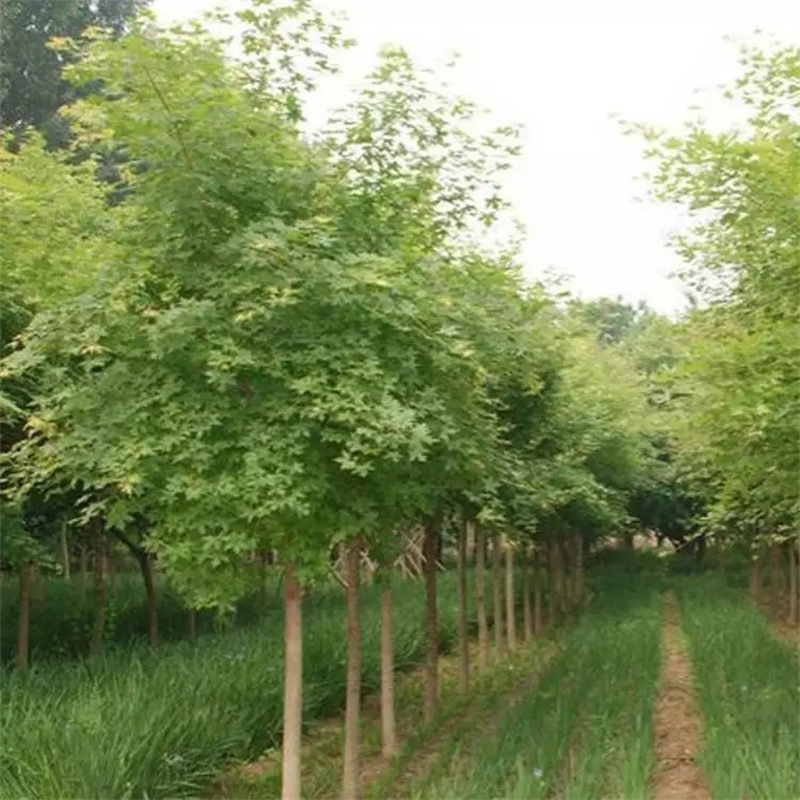 产地直发 自产自销三角槭苗 三角枫 景区造景道路园林工程绿化苗