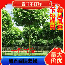 һ�����l��ͩ�����Ї���ͩ�䷨����ͩ�����ͺ�ͥԺ�^�p�L�����е�