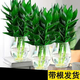 花卉绿植绿萝室内盆栽转运竹带花瓶好养观音竹富贵竹水培植物带根