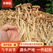 500g茶树菇干货未开伞福建古田茶树菇干货批发开伞茶树菇产地直发