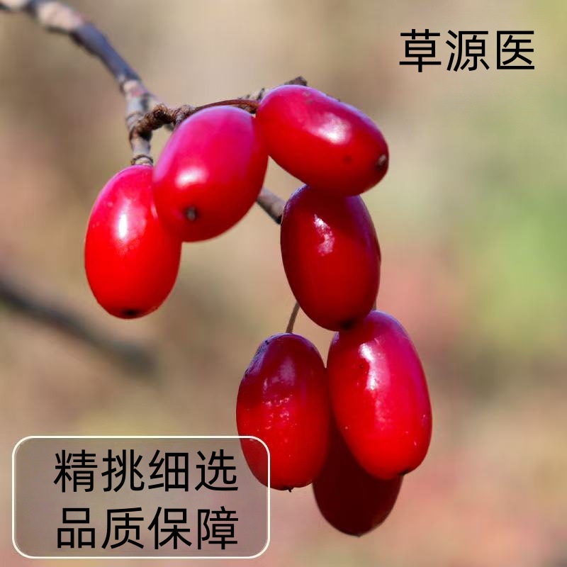 Dried Cornus Fruit Shan Zhu Yu 300g Bag Thick Pitted Slices for Tea Soup and Wine Infusion in use