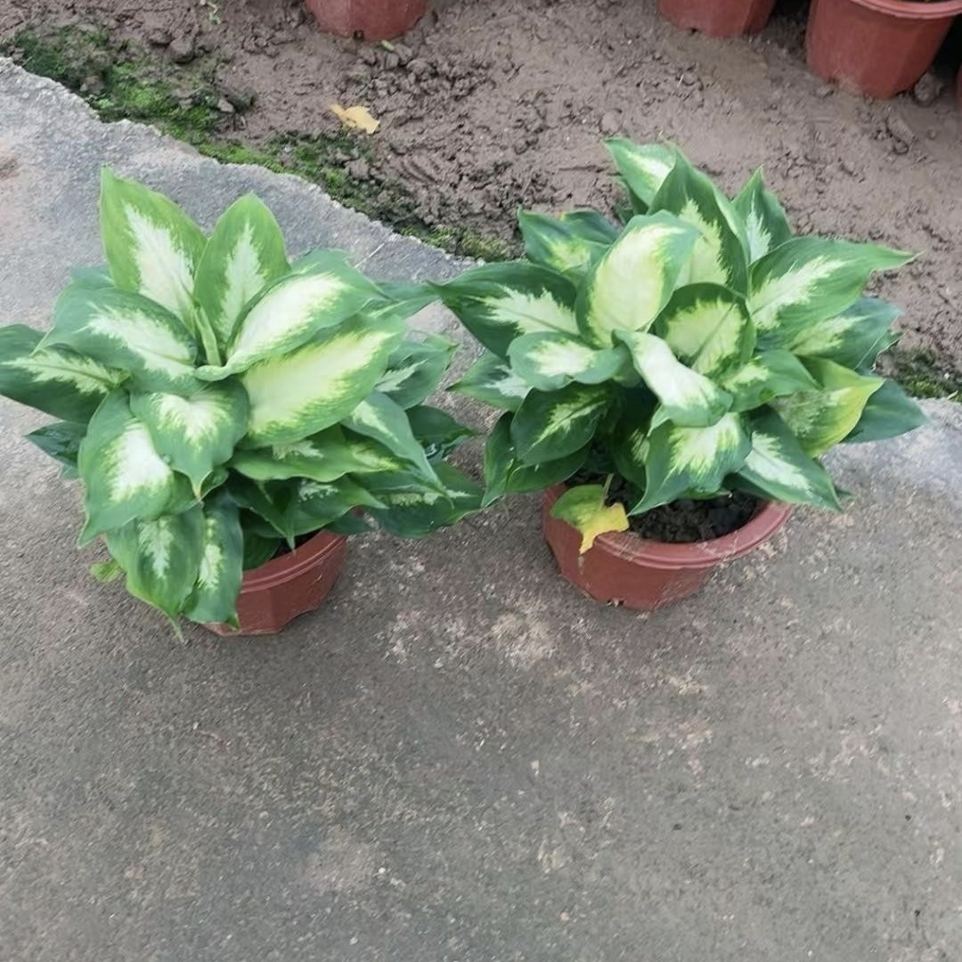 【基地直销】观叶植物盆栽 大花叶 大粉黛万年青   玛丽安批发