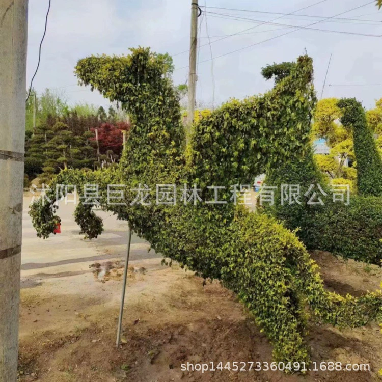 Форма динозавра, форма дельфина, форма животного, форма национального герба бугенвиллии, пони, слон, бегемот, жираф