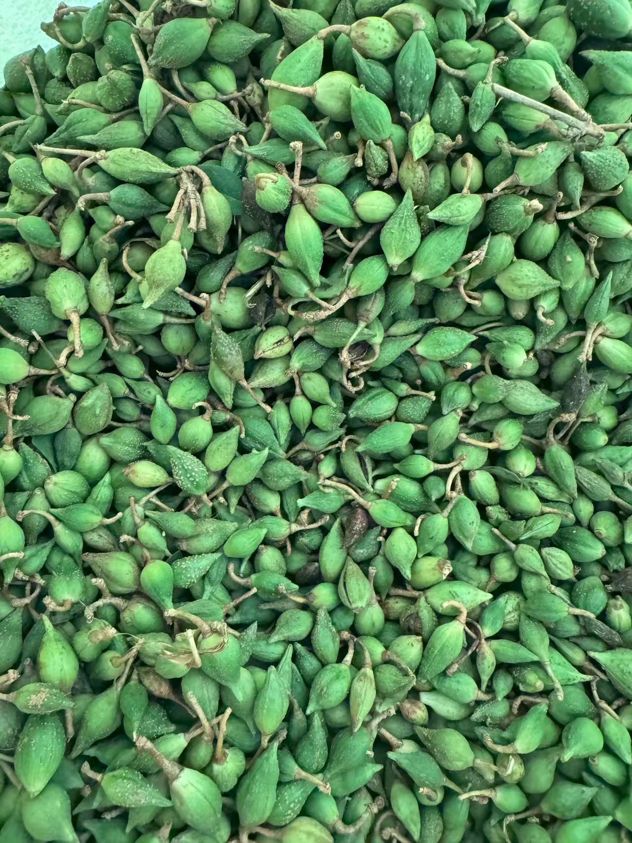 Dried Forsythia Fruit Lian Qiao 500g Selected Grade Sulfur-Free Raw Herb for Decoction and Herbal Tea quality and texture