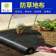 防草布农用加厚园艺除草布 果园菜地抑草布园艺地布 除草布批发